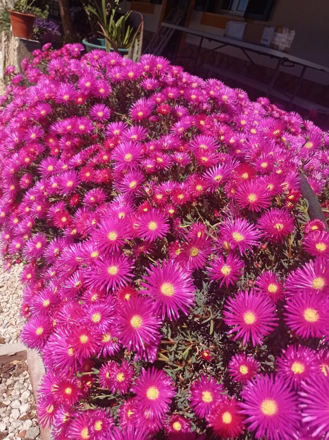 Quinta Das Hortensias I Quinta Do Sol Cruz do Campo Ngoại thất bức ảnh